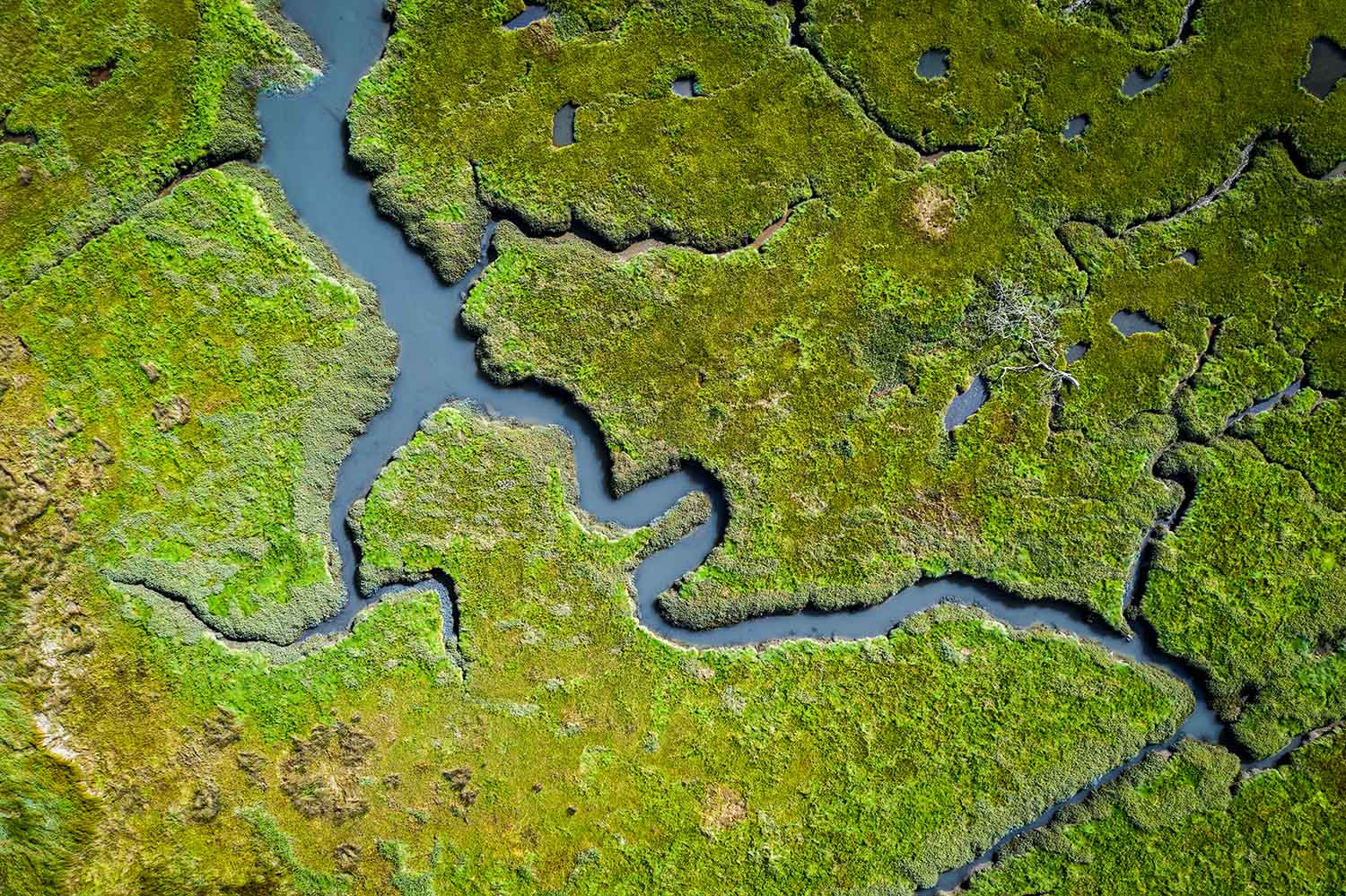 Why the Most Resilient Startups Are Designed Like Ecosystems